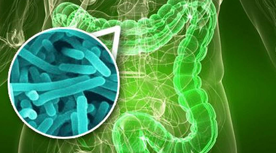 益生菌能够提高人体免疫力吗？