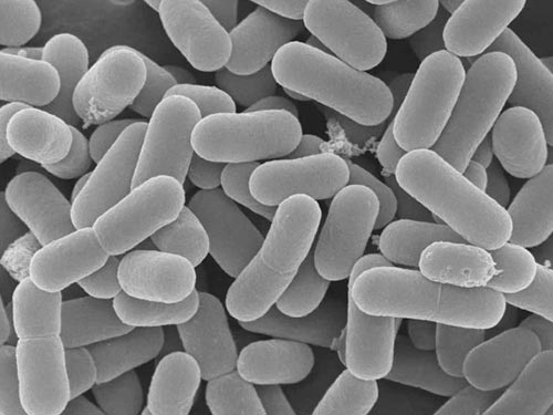 乳酸菌是什么菌？乳酸菌有什么用？