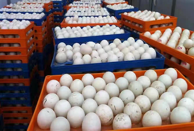 高温季节如何孵化鸭蛋？要注意些什么？