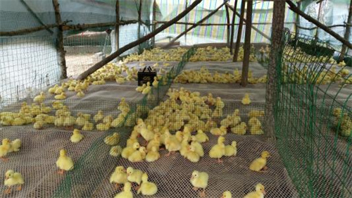 四川鹅苗孵化厂家告诉你关于鹅人工孵化技术以及鹅养殖技术小技巧