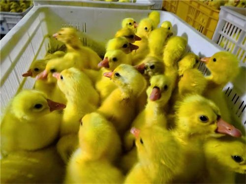 四川鹅苗孵化厂告诉你，种蛋选择要慎重！