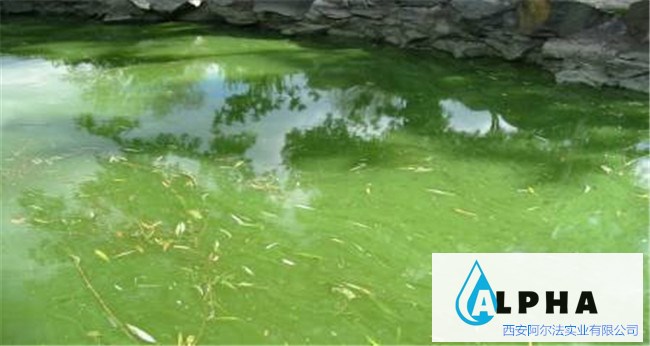 水体返黑返臭暴露出哪些问题？