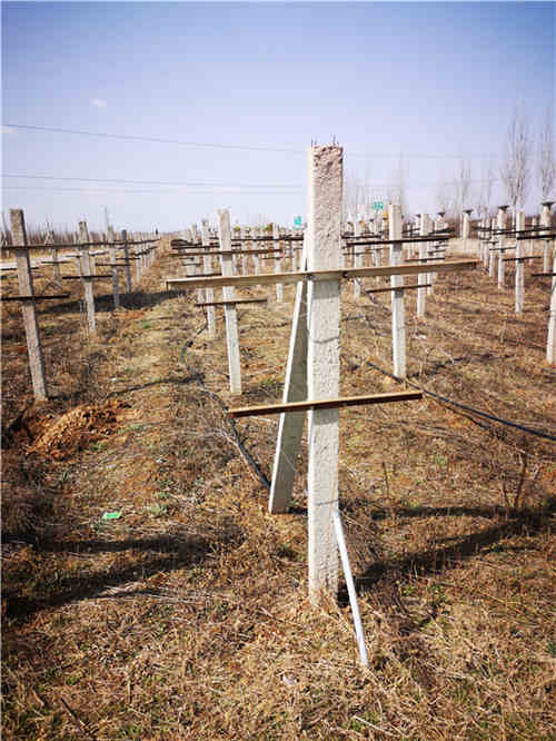 西安葡萄网架杆生产