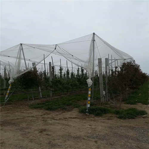 陕西西安果树防雹网杆生产