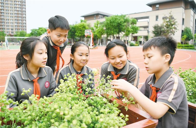 曾“消失”了近百年 濒危植物陕西羽叶报春小学校园里竞相开放