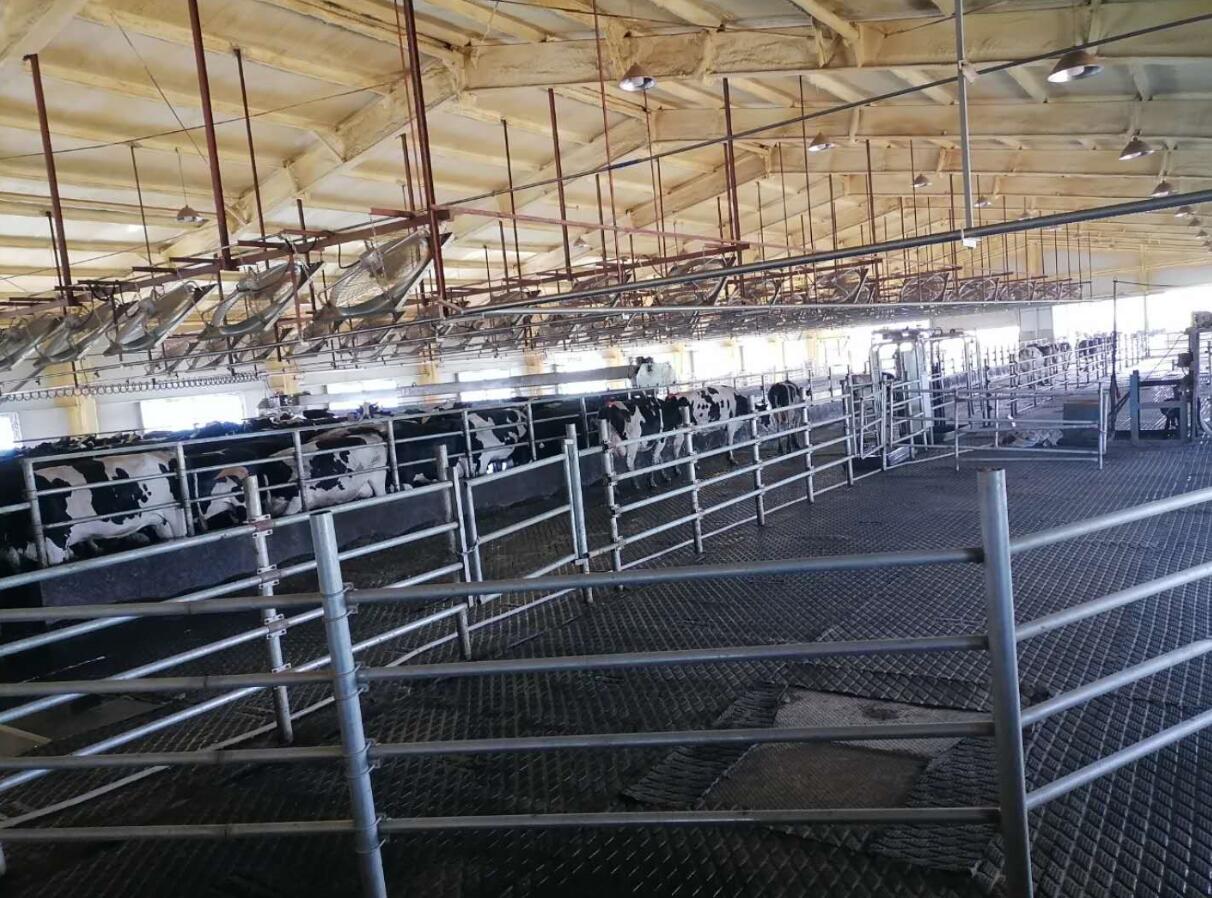 蒙容牧業牧場5000頭奶牛基地新建專案擠奶廳✘•、牛舍✘•、宿舍樓及環保工程