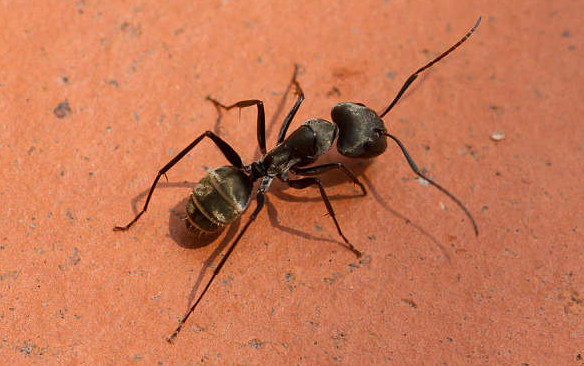 张家口灭蚁用什么办法好？灭蚂蚁的三个方法！