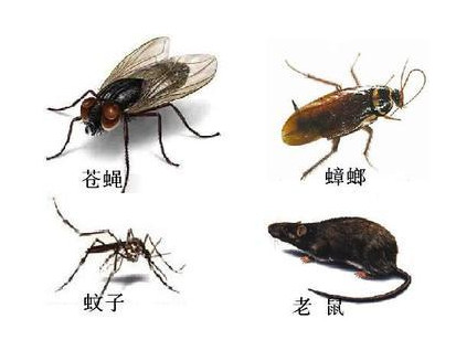为什么要进行四害消杀?小区四害消杀具体措施是什么?