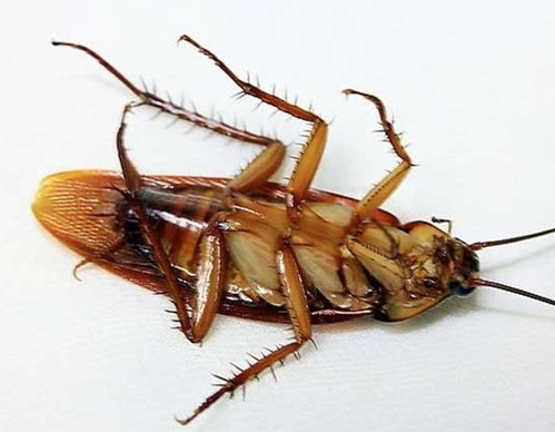 注意!注意啦!蟑螂爬到床上会产卵的!
