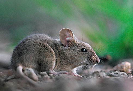 老鼠的繁殖速度快吗？老鼠繁殖期是多少天？