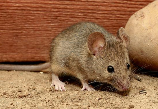 灭鼠公司真的能把老鼠灭干净吗?