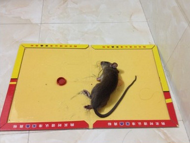 灭鼠公司教你如何正确使用粘鼠板