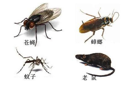为什么要进行四害消杀?小区四害消杀具体措施是什么?