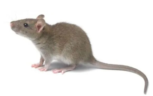 在日常环境处理方面怎样阻隔老鼠的繁殖?