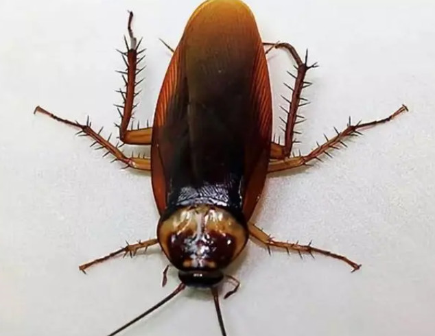 蟑螂害怕什么?