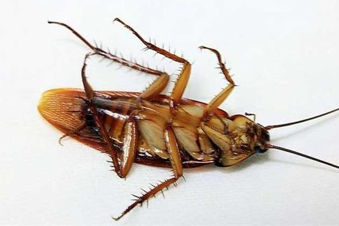 塑料瓶消灭蟑螂的步骤和蟑螂的相关知识
