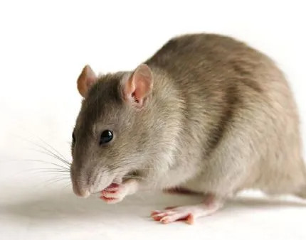 滅鼠公司說說滅老鼠的方法和步驟