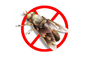 滅蚊蠅常見有效的方法是什麽?