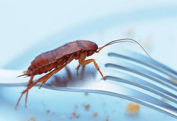 教你防家裏的蟑螂的方法，不懂的趕緊問!