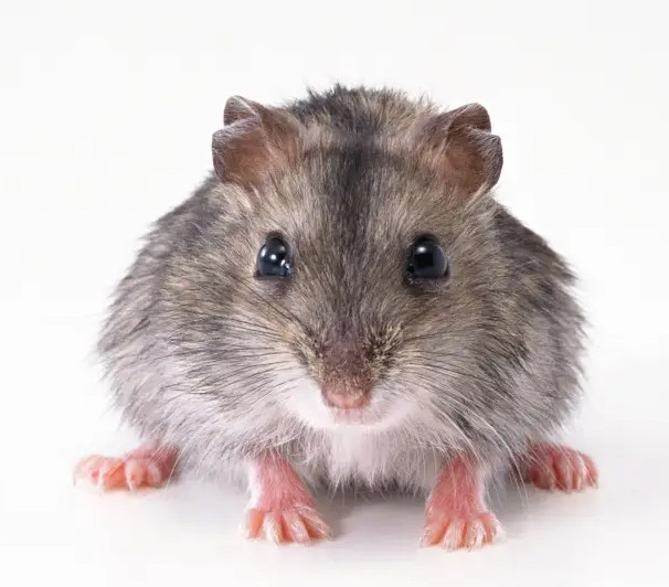 滅鼠公司從嗅覺、聽覺、味覺角度出發帶您了解老鼠