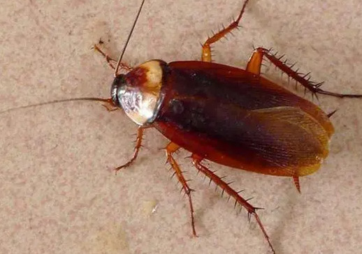 张家口灭蟑螂公司告诉你：怎么用八查法来灭蟑螂?