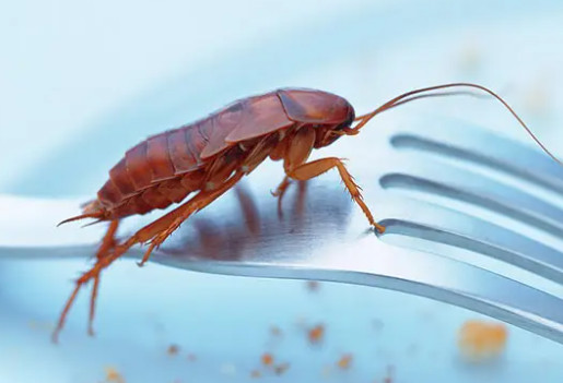 蟑螂對孕婦傷害大嗎?