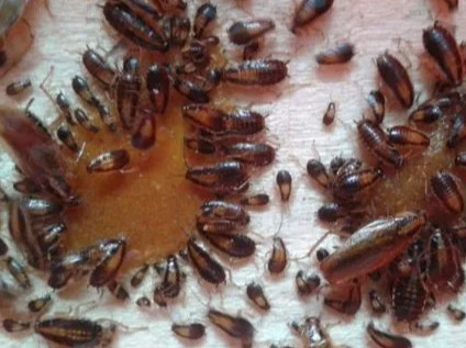 张家口灭蟑螂公司告诉您几种消灭蟑螂的方法