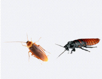 使用灭蟑螂杀虫剂的四点提示