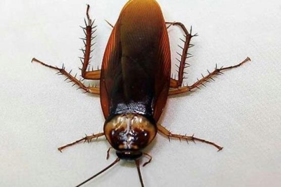 为什么蟑螂会出现在冰箱和消毒柜里？