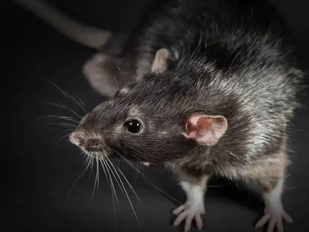 老鼠药的保质期有多长？老鼠药怎么放老鼠才吃？