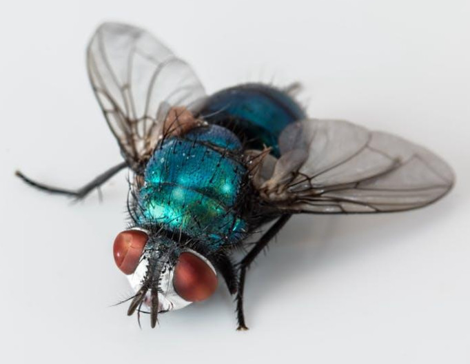 商场超市有苍蝇，应如何有效防治?
