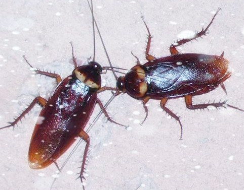 分析蟑螂有什么危害该怎么预防?