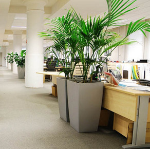 办公室绿植摆放，不同区域绿植的选择也不同。