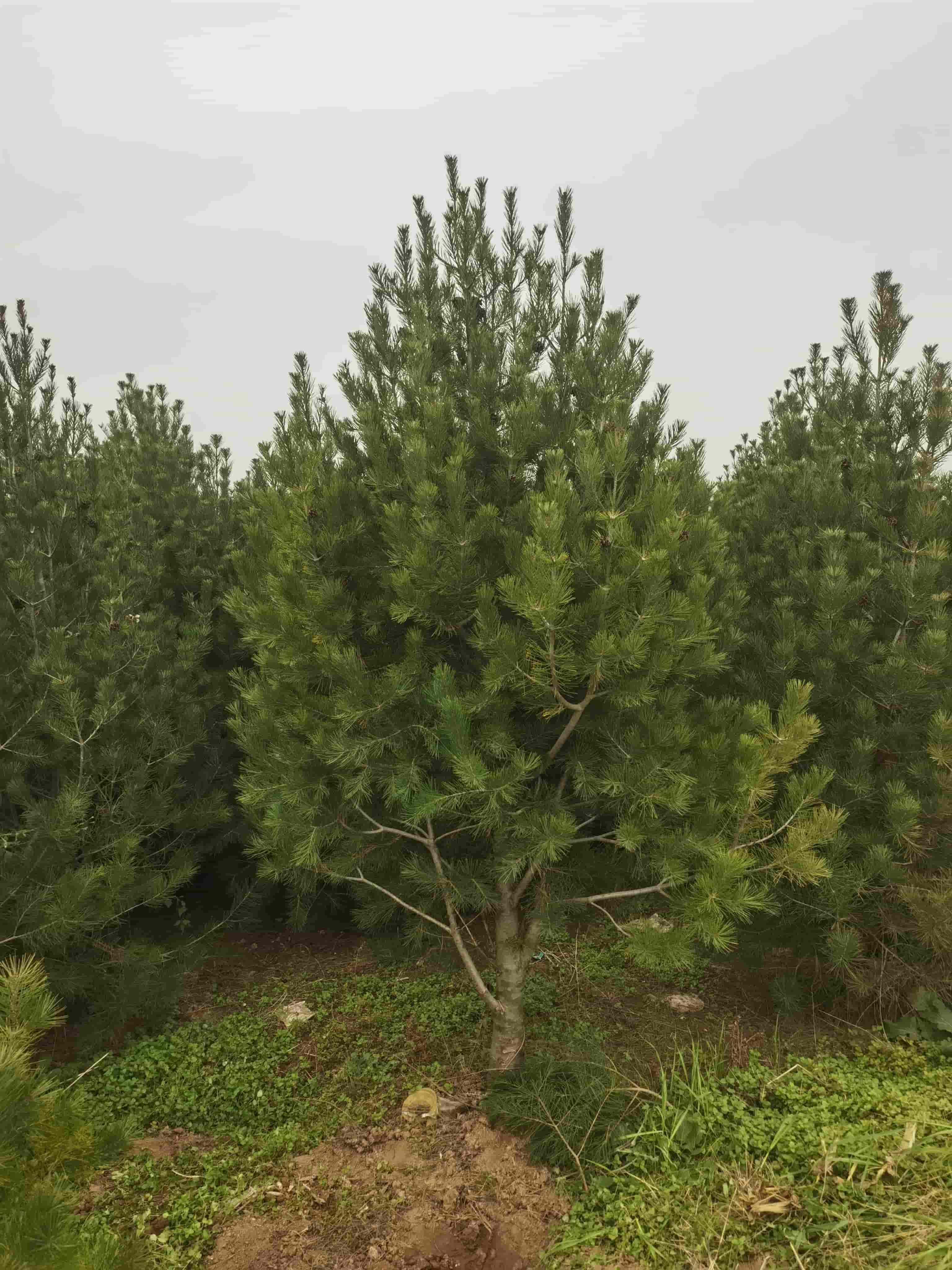 陕西1米白皮松批发