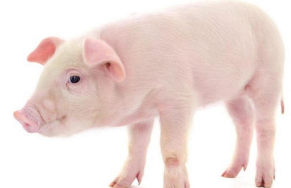 夏季高温如何预防猪采食量下降你知道么？