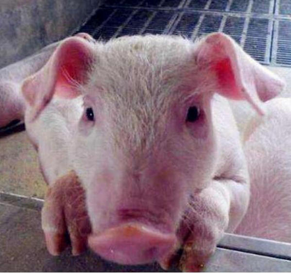 你晓得如何为猪催肥及催肥方法么?小编告诉你