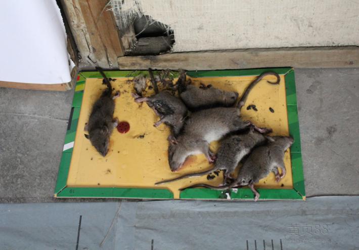 郑州灭老鼠公司为大家推荐灭老鼠的技巧有哪些