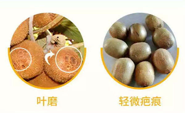 陕西徐香猕猴桃生产