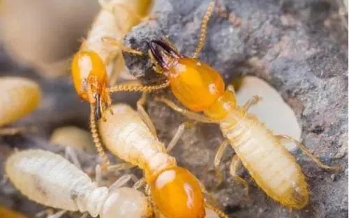 如何判斷家里有無白蟻？怎么預防？