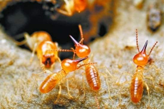 白蟻是吃什么長大的？宜昌白蟻防治小編告訴大家