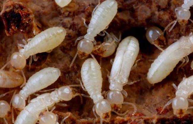 宜昌林业有害生物防治带你了解白蚁的传播途径是怎样的