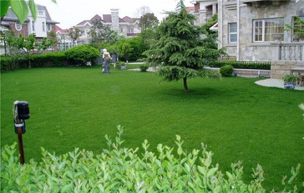 西咸草坪草皮綠化工程