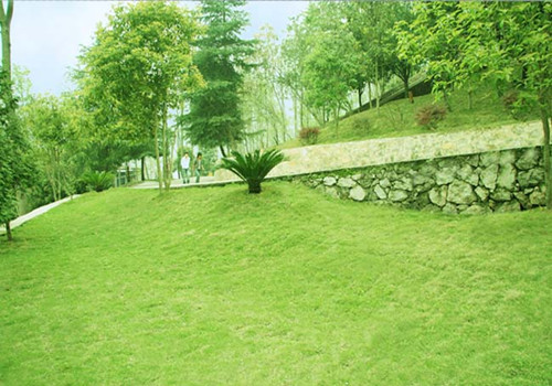 陕西草坪销售