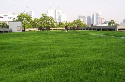 陕西草坪