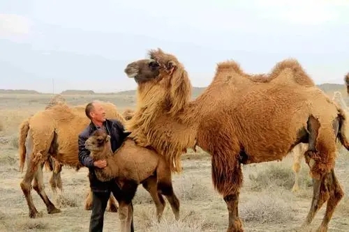 骆驼分为双驼峰和单驼峰，到底哪种驼奶更好呢？