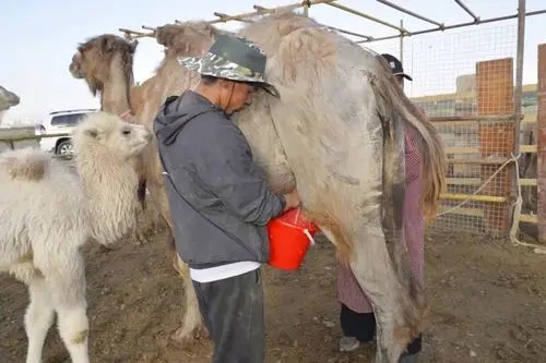 新疆驼奶在饮用是需要注意什么？