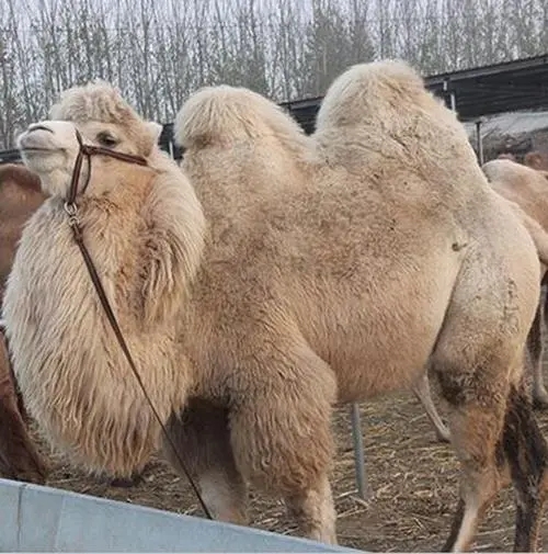 骆驼在沙漠生存的三种秘密武器