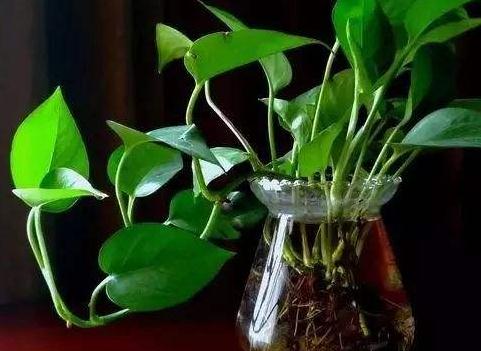 襄阳绿化养护