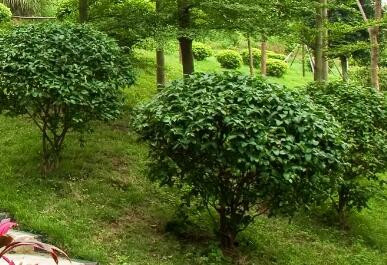 襄陽(yáng)園林綠化