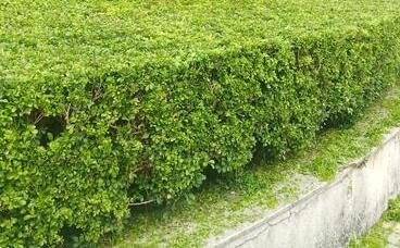 襄陽綠化養護